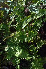Pleopeltis polypodioides