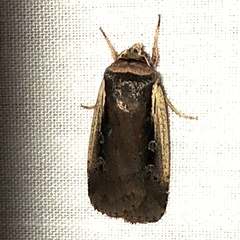 Ochropleura implecta