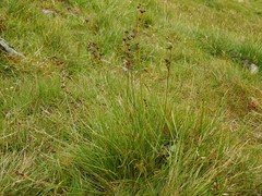 Juncus squarrosus