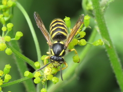 Dolichovespula sylvestris