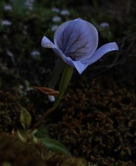Disa longicornu