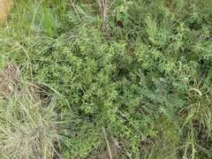 Searsia rigida rigida