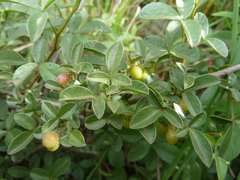 Searsia rigida rigida