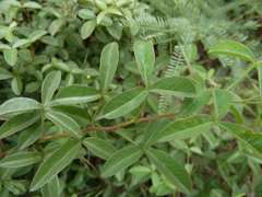 Searsia rigida rigida