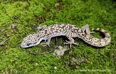 Cyrtodactylus lawderanus