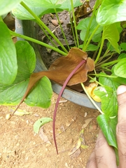 Typhonium roxburghii