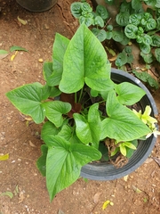 Typhonium roxburghii