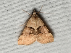 Hemeroplanis incusalis