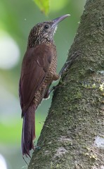 Dendrocolaptes picumnus