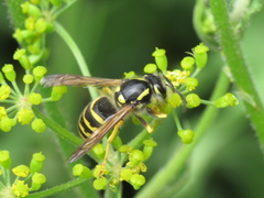 Dolichovespula sylvestris