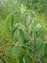Crotalaria agatiflora