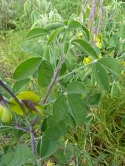 Crotalaria agatiflora