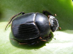 Scarabaeus