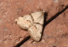 Hemeroplanis incusalis