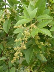 Searsia pyroides pyroides