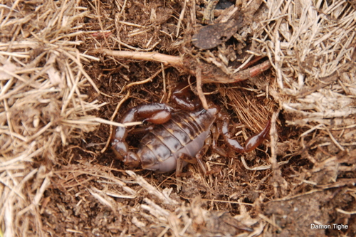 Orobothriurus