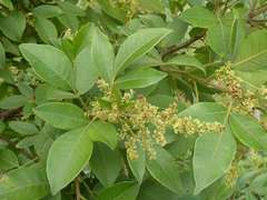 Searsia pyroides pyroides