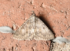 Ophiusini