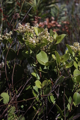 Olea capensis capensis