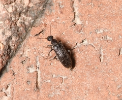 Eurygeniinae