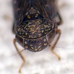 Scleroracus