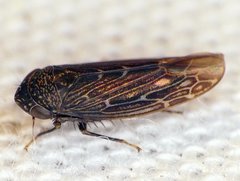 Scleroracus