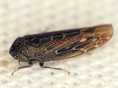 Scleroracus