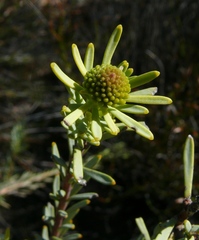 Leucadendron brunioides brunioides