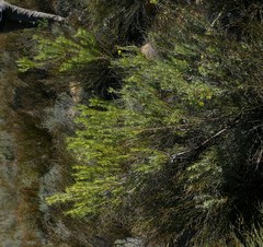 Leucadendron brunioides brunioides