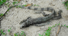 Iguana iguana