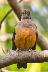 Turdus olivaceus pondoensis