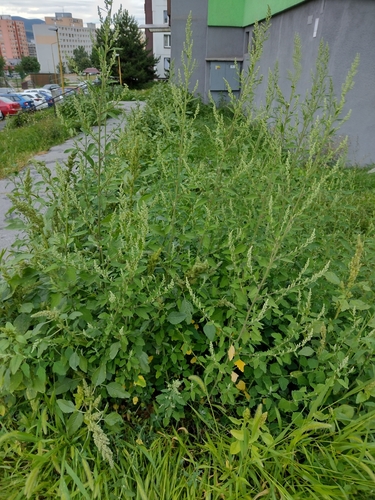 mrlík biely (Chenopodium album)