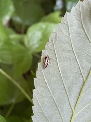 Evacanthus interruptus