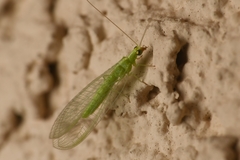 Chrysoperla pudica-group
