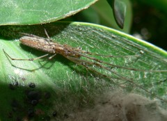Tetragnatha ceylonica
