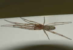 Tetragnatha praedonia