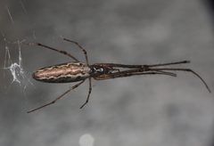 Tetragnatha ceylonica