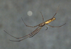 Tetragnatha ceylonica