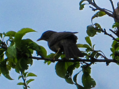 Turdus fuscater