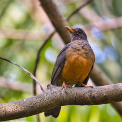 Turdus olivaceus pondoensis