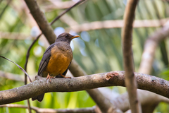 Turdus olivaceus pondoensis