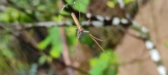 Tetragnatha hasselti