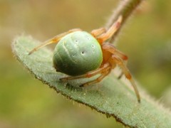 Araneus apricus