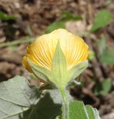 Abutilon pilosocinereum