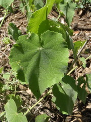 Abutilon pilosocinereum