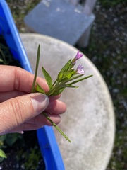 Epilobium ciliatum