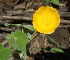 Abutilon pilosocinereum