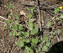 Abutilon pilosocinereum
