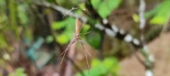 Tetragnatha hasselti