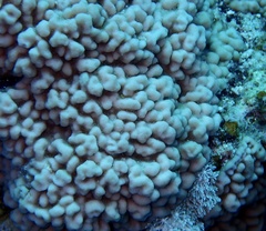 Montipora cryptus